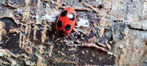 False Ladybird