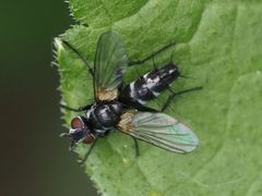 Phyllomya volvulus