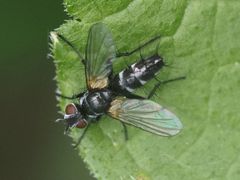 Phyllomya volvulus