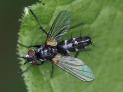 Phyllomya volvulus