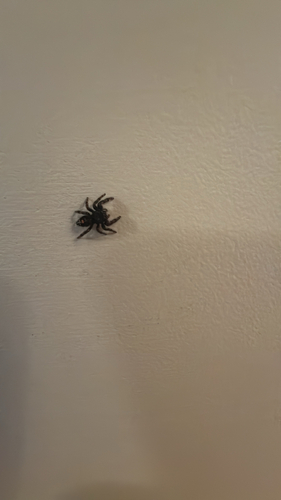 Bold Jumping Spider