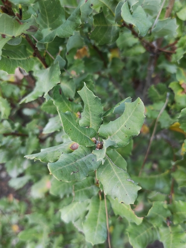 Quercus infectoria observed 2026-10-10