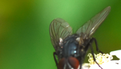 Protocalliphora azurea