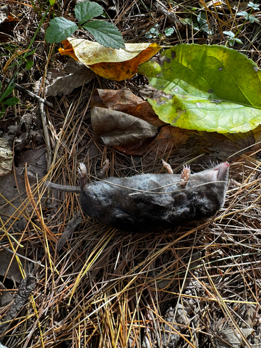 Hairy-tailed Mole observed by andrewbaker17