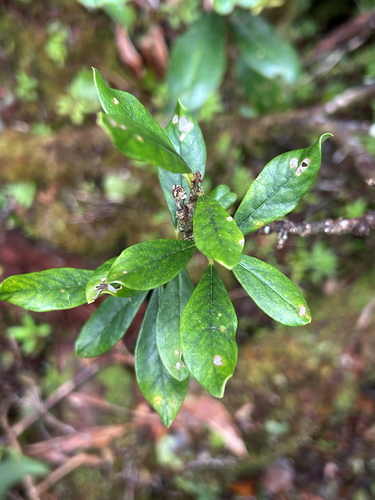 Wikstroemia oahuensis, 2026-10-05