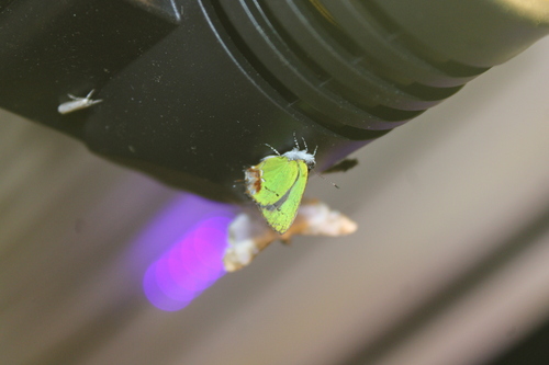 Amethyst Hairstreak