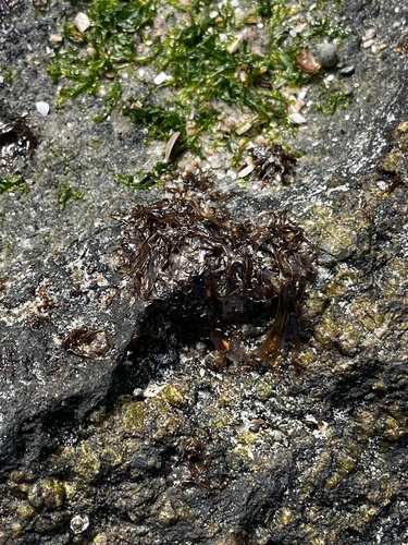 Porphyra observed 2026-10-10