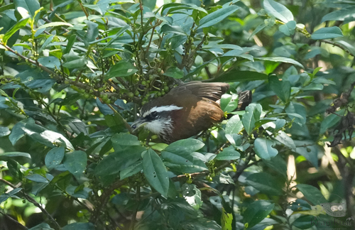 Pomatorhinus ruficollis, 2026-10-10