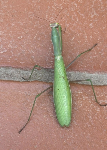 European Mantis