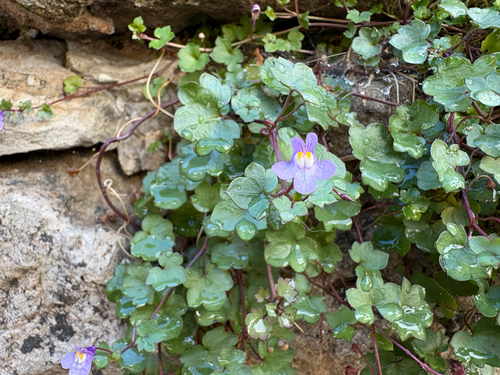 Ivy-leaved toadflax
