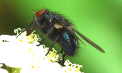 Protocalliphora azurea