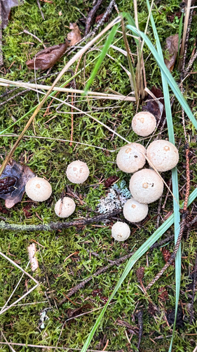 common puffball