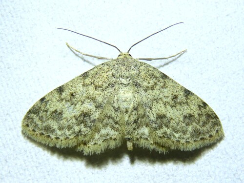 Scopula plantagenaria photo 2