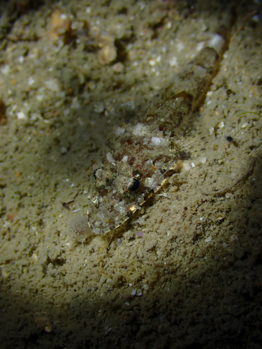 Thysanophrys celebica observed 2026-10-10