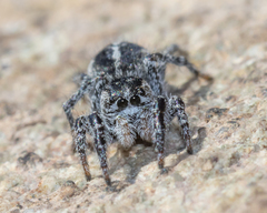 Pellenes peninsularis