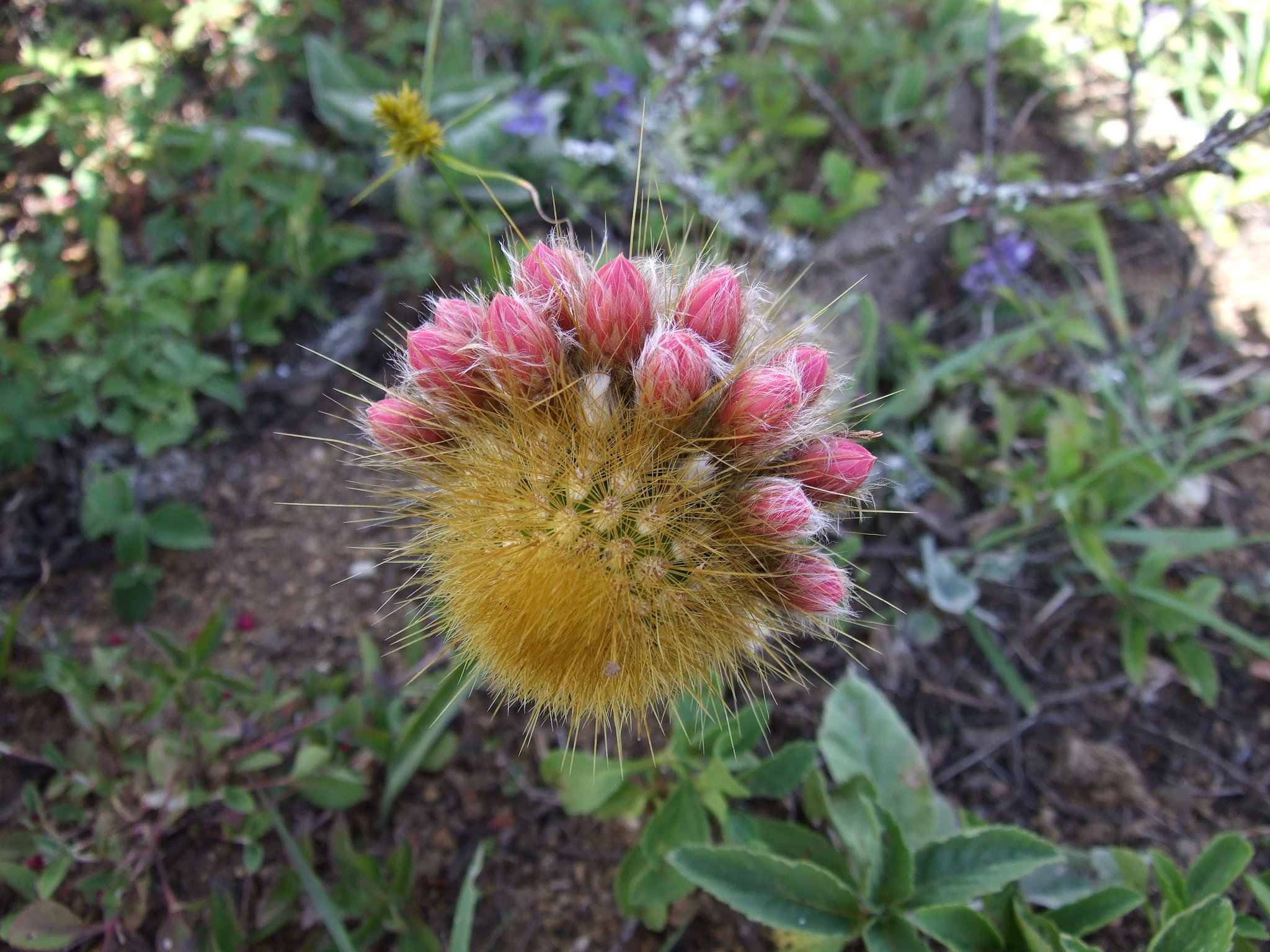 Cactaceae image