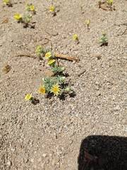 Chaetanthera flabellata