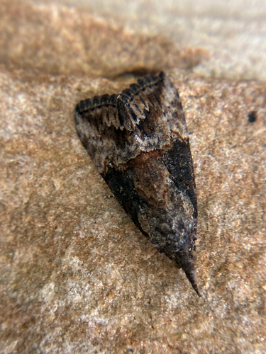 Green Cloverworm Moth