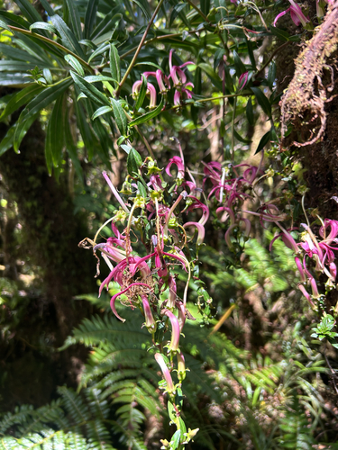 Trematolobelia kauaiensis observed 2026-10-07