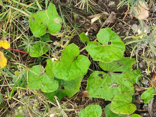 colt's-foot