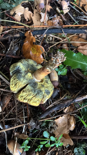 Bay Bolete