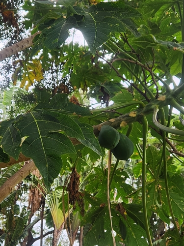 Carica papaya observed 2026-10-10