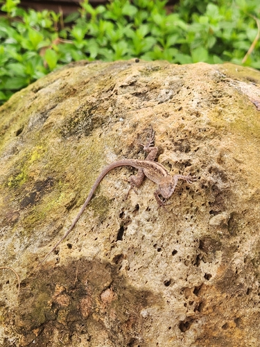 Anolis sagrei observed 2026-10-10