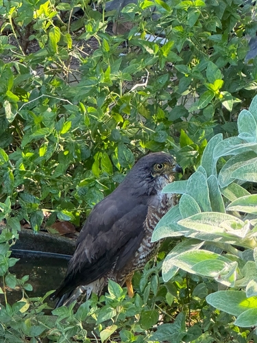 iNaturalist image