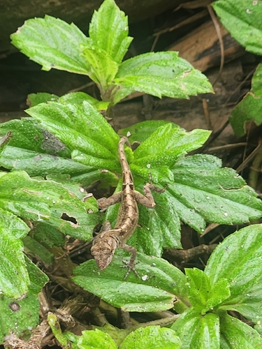 Anolis sagrei observed 2026-10-10