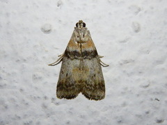 Sciota rhenella