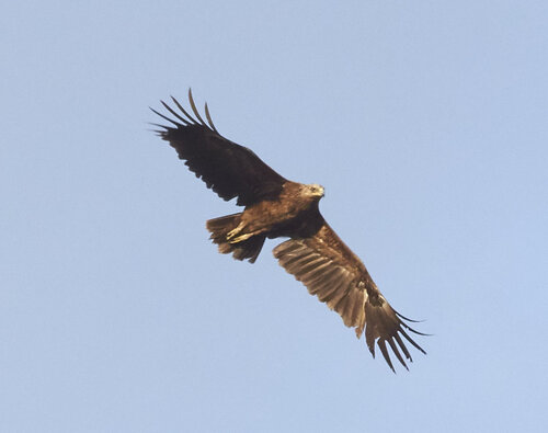 Aigle criard