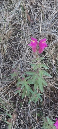 Antirrhinum linkianum