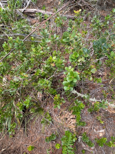 Vaccinium dentatum observed 2026-09-29