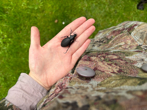 Leather Beetle