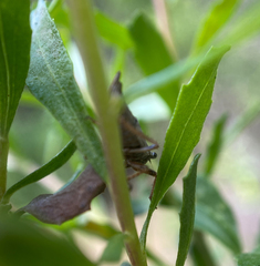 Lystridea