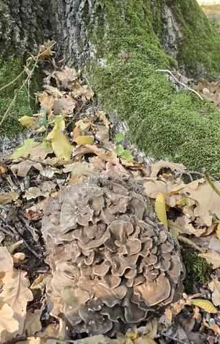 hen of the woods