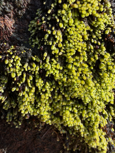 Gymnomitrion obtusum observed 2026-10-09