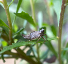 Lystridea