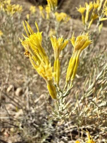 Rubber Rabbitbrush