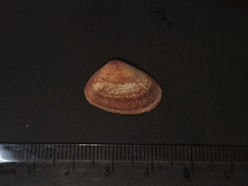 Donax faba, 2026-09-27