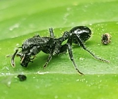 Procryptocerus