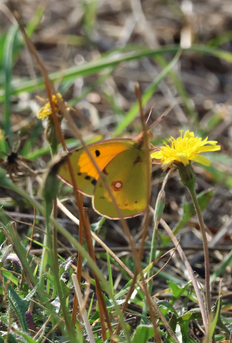 Clouded Yellow