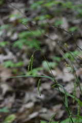 Carex gracillima