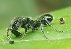 Procryptocerus