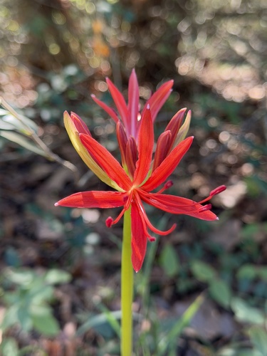 red spider lily