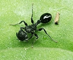 Procryptocerus