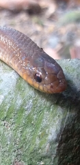 Stenorrhina degenhardtii