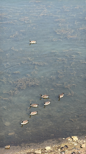 Canada Goose
