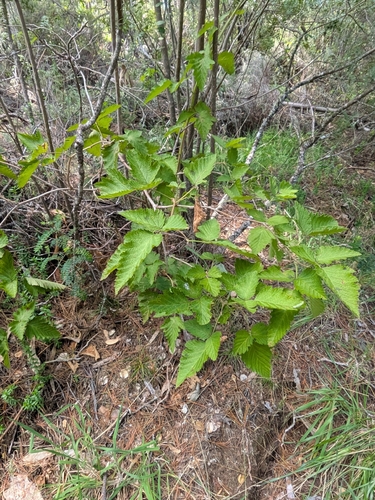 Rubus hawaiensis observed 2026-09-29