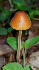 Conocybe velutipes